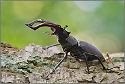 Drohhaltung... Hirschkäfer *Lucanus cervus*