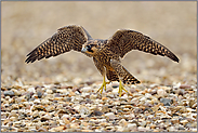 junger Wanderfalke... Wanderfalke *Falco peregrinus*