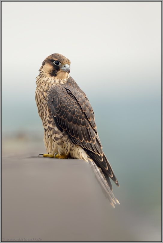 auf der Dachkante... Wanderfalke *Falco peregrinus*