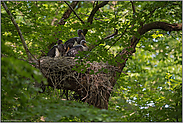 Ruhe im Nest... Schwarzstorch *Ciconia nigra*