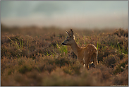 Dunst über der Heide... Rehbock *Capreolus capreolus*