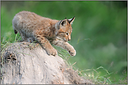 verspielt... Eurasischer Luchs *Lynx lynx*