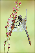 es wird Herbst... Schwarze Heidelibelle *Sympetrum danae*