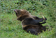 in Zeiten höchster Anstrengung... Europäischer Braunbär *Ursus arctos*