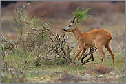 Reviermarkierungen... Rehbock *Capreolus capreolus*