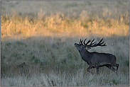 letztes Licht... Rothirsch *Cervus elaphus*