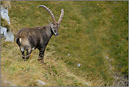 argwöhnische Blicke... Alpensteinbock *Capra ibex*
