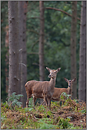 Rottier mit Kalb... Rotwild *Cervus elaphus*