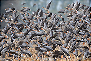 Wildgänse am Niederrhein... Blässgaense *Anser albifrons*