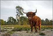 Landschaftspflege... Schottisches Hochlandrind *Weiderind*