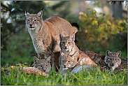 Luchsfamilie... Eurasischer Luchs *Lynx lynx*