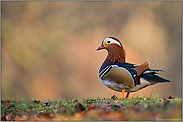 farbenprächtig... Mandarinente *Aix galericulata*