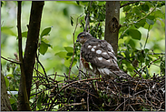 weiße Flecken im Deckgefieder... Sperber *Accipiter nisus*