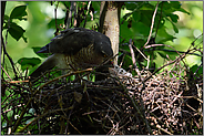 schwierige Lichtverhältnisse... Sperber *Accipiter nisus*