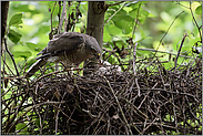 kleine Häppchen... Sperber *Accipiter nisus*