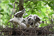 Muskelaufbautraining... Sperber *Accipiter nisus*