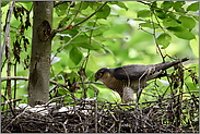 Blick nach dem Rechten... Sperber *Accipiter nisus*