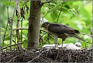 Blitzbesuch... Sperber *Accipiter nisus*