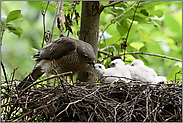 am Sperberhorst... Sperber *Accipiter nisus*