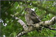 hoch oben im Baum... Sperber *Accipiter nisus*