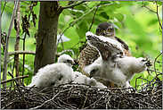 kleine Flügelchen... Sperber *Accipiter nisus*