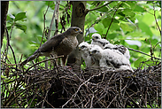 mit Atzung... Sperber *Accipiter nisus*