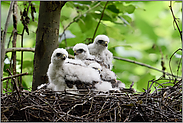 Jungvögel... Sperber *Accipiter nisus*