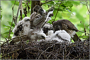 groß geworden...  Sperber *Accipiter nisus*