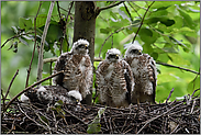 groß geworden... Sperber *Accipiter nisus*