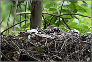 Ruhe im Nest... Sperber *Accipiter nisus*