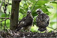 zwei Haudegen... Jungsperber *Accipiter nisus*