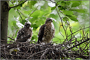 in gewohnter Umgebung... Sperber *Accipiter nisus*