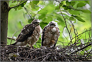 zwei Jungvögel... Sperber *Accipiter nisus*