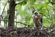 Nachzügler... Sperber *Accipiter nisus*