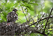 vom Winde verweht... Sperber *Accipiter nisus*