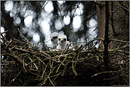 schneeweisse Kontrastmarken und der Fütterungstrieb... Sperber *Accipiter nisus*