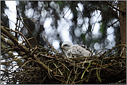 noch ganz klein... Sperbernestling *Accipiter nisus*