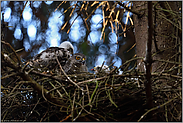 bei der Fütterung... Sperber *Accipiter nisus*