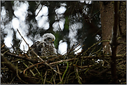 bald schon flügge... Sperbernestling *Accipiter nisus*