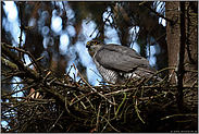 Angst vor dem Habicht... Sperber *Accipiter nisus*