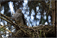 kein Raubvogel, ein Greifvogel... Sperber *Accipiter nisus*