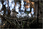 während der Fütterung... Sperber *Accipiter nisus*