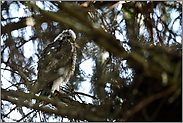 noch zaghaft... Sperber *Accipiter nisus*, flügger Jungvogel