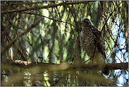 leicht zu übersehen und schwer zu fotografieren... Sperberästling *Accipiter nisus*