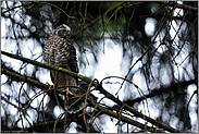 in zweiter Reihe... Jungsperber *Accipiter nisus*