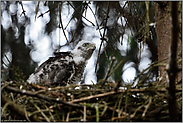 spannende Beobachtungen... Sperber *Accipiter nisus*