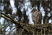 lautstark... Sperberästling *Accipiter nisus*