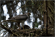 unmittelbar nach der Landung am Horst... Sperber *Accipiter nisus*