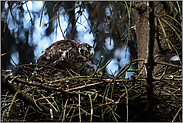 schon ziemlich selbstständig... Sperber *Accipiter nisus*