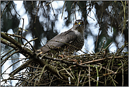 eine falsche Bewegung... Sperber *Accipiter nisus*